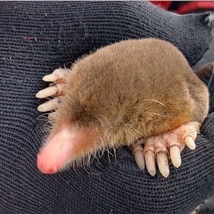 Meet your Posher, Evie